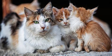 What Is The Difference Between A Stray Cat And A Feral Cat