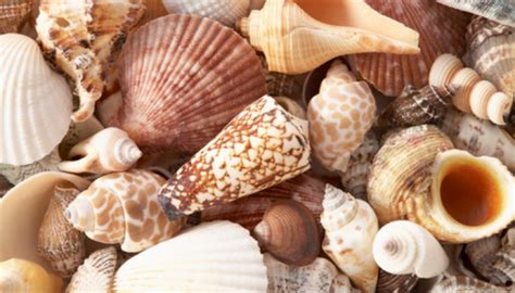 How To Identify Seashells On The Atlantic Coast Sciencing