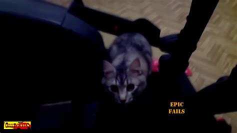 Most Funny Cats Compilation 2018 Epic Cat Fails Funny Video Popular