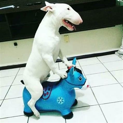14 Funny Bull Terrier Pictures That Will Make You Smile Petpress