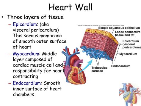 Ppt Trace The Pathway Of Blood Through The Body Using The