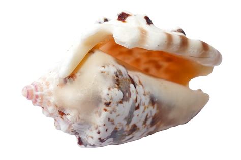 Beautiful Sea Shell Free Stock Photo Public Domain Pictures