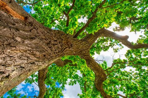 Oak Tree Care How To Grow And Care For Oak Trees