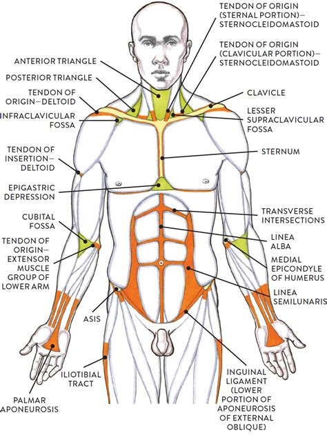 Torso and arms, anterior view