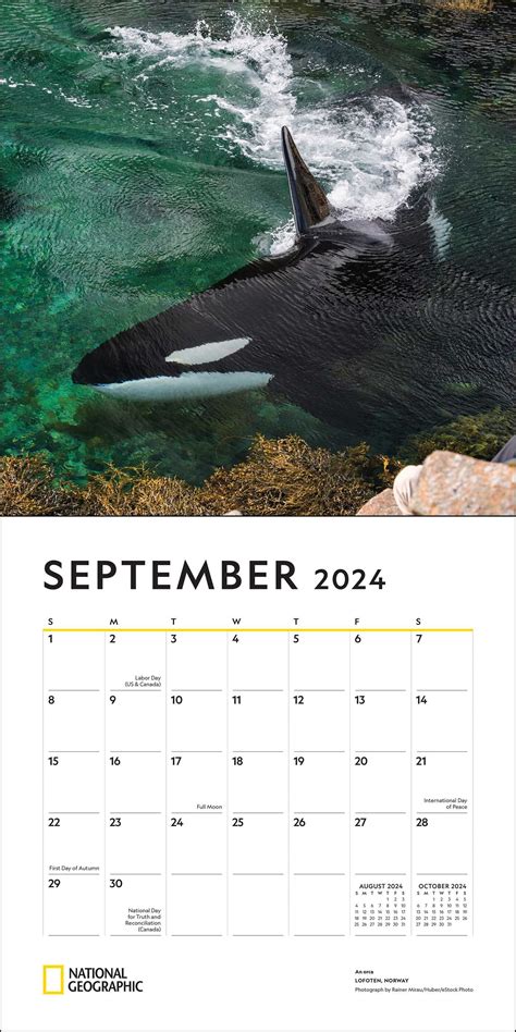 National Geographic Whales 2024 Wall Calendar Book Summary And Video