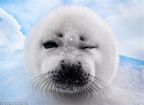 Gunther Riehle Photographs Harp Seals In Canada As They Wink And Pose