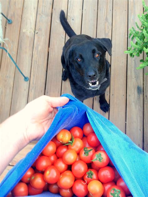 Persimmon is a fruit that's also known for having a high fructose content. Can Dogs Eat Cherries with or without Seeds? - Dog Carion