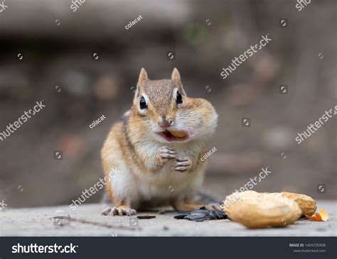 6878 張 Chipmunk Eat Nut 圖片、庫存照片和向量圖 Shutterstock
