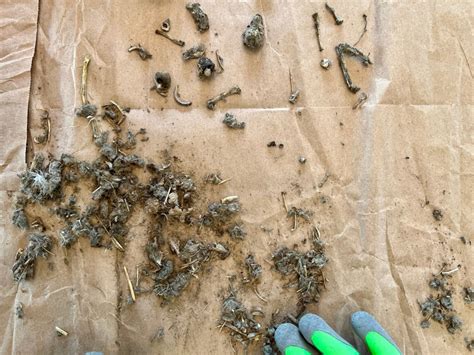 Dissecting Owl Pellets For Homeschool Science Life Well Homeschooled