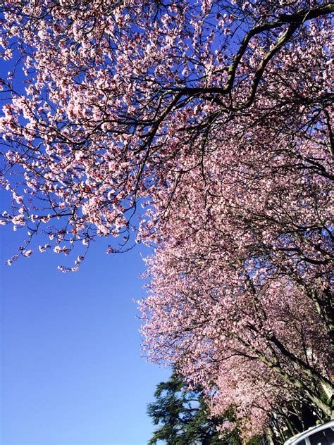 Free Images Tree Branch Sky Sunlight Flower Spring Cherry