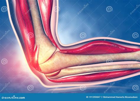 Anatomy Of Human Elbow Stock Illustration Illustration Of Scientific