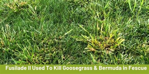 How To Kill Bermuda Grass And Get Rid Of It In Your Lawn 2023 Cg