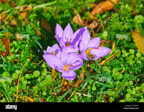 Saffron Crocus Blooming Stock Photo Alamy
