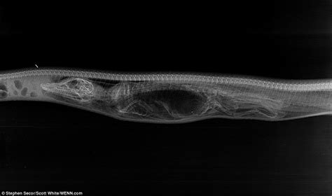 Anaconda Snake Digestive System Anaconda Gallery