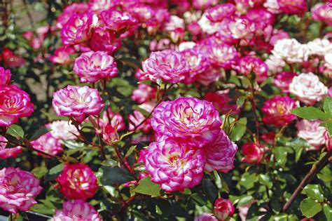 Rosen überzeugen im garten nicht nur mit ihren variantenreichen blüten, sondern oftmals auch mit ihren duftnoten. Rosen schneiden: Wie Sie am besten vorgehen ...