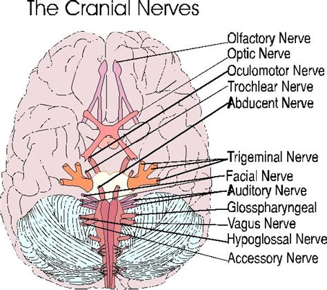 What are the cranial nerve names? Remembering Cranial Nerves | allnurses