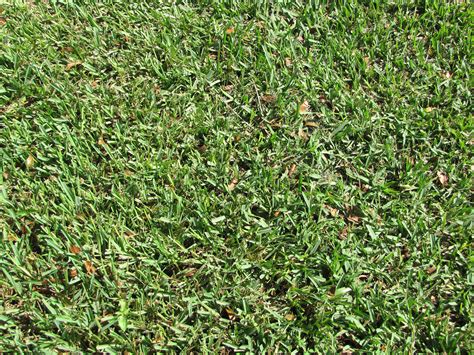 The 5 Best Grass Types For Tallahassee Fl Lawns Lawnstarter