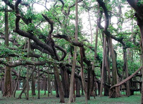 Great Banyan Tree Which Is A Forest In Itself One Tree Amazing