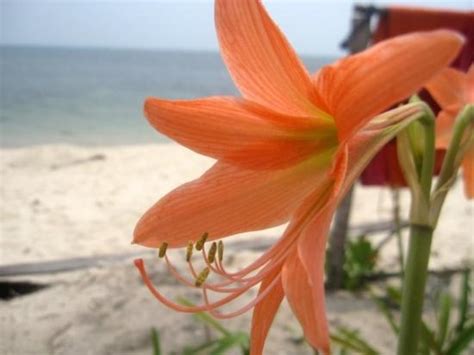 A Naked Lady On The Beach Photo De Bintan Island Bintan Regency
