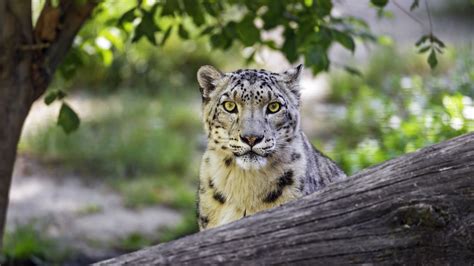 Download Wallpaper 3840x2160 Snow Leopard Big Cat Predator Log 4k