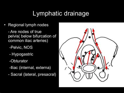 Anatomy Pathology An Staging Work Up Of Prostate Cancer