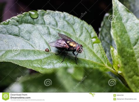 Common House Fly Stock Photo Image Of Compound Biology 93844238