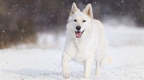 White German Shepherd Info Pictures Facts And Care