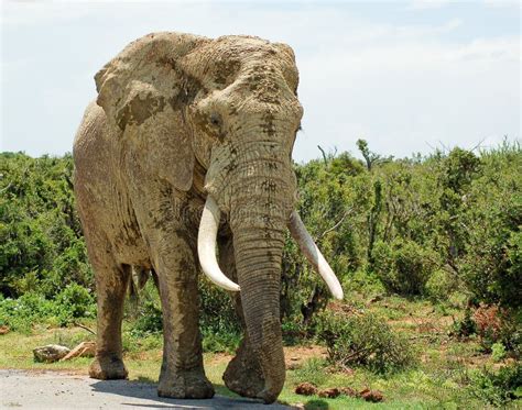 Giant Bull Elephant Stock Image Image Of Park Safari 35622609