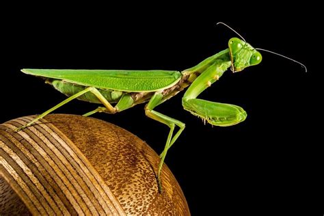Check spelling or type a new query. Praying Mantis Dream Meaning - iDre.am | Dream Dictionary