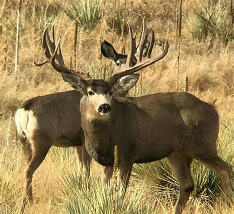 Pin By Tj On Big Racks With Images Caribou Hunting Big Deer Mule