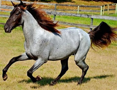 The Most Gorgeous Horses Of Different Colors Youve Ever Seen