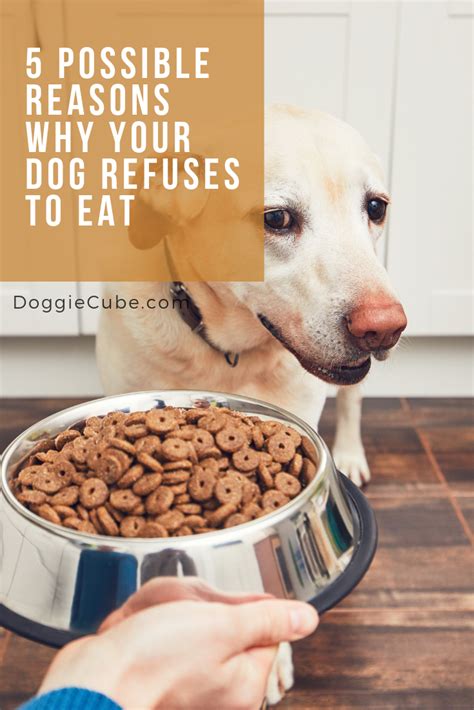 5 Possible Reasons Why Your Dog Refuses To Eat Doggie Cube Dog