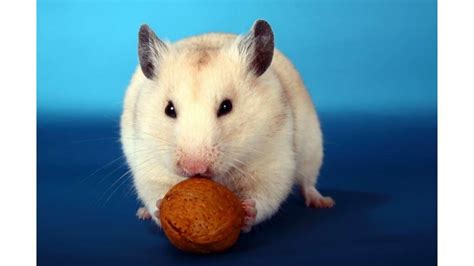 can hamsters eat nuts all you need to know