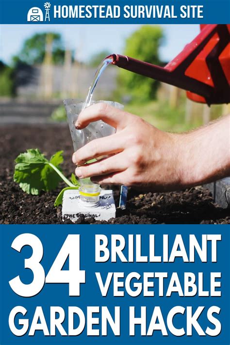 34 brilliant vegetable gardening hacks homestead survival site in 2020 gardening tips