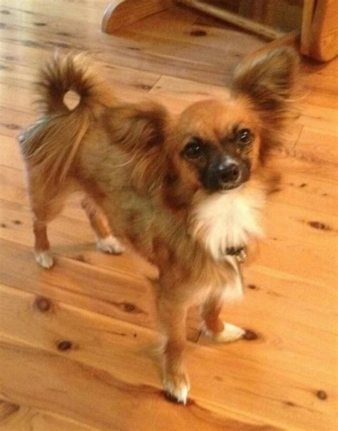 While it's easy to fall in love with such a cute pup, it's a good idea for potential owners to learn about this popular mixed. Adopt Adelaide! on | Papillon dog, Chihuahua mix, Dogs