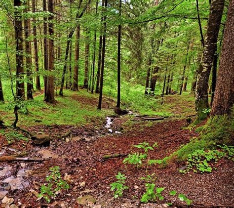 Bavarian Forest National Park Bavarian Forest National Park Germany