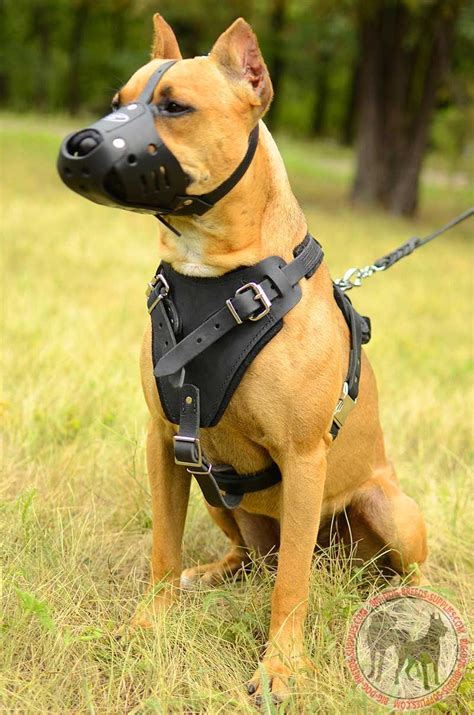 See more ideas about pitbull dog, pitbull terrier, dog breeds. Anti Bark Leather Pitbull Muzzle | Dog Training Walking