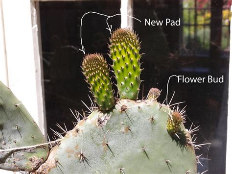 But there are plenty of keto diet foods that will make you feel full and satisfied, and perhaps even like royalty. Cactus Blog - Page 4 of 13 - Cactus Jungle