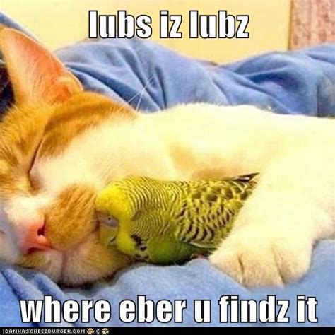I Love Love Lolcats Lol Cat Memes Funny Cats Funny Cat