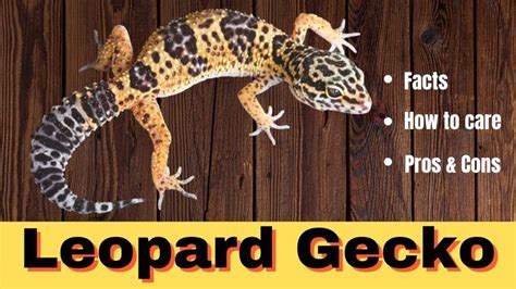 Common Leopard Gecko Leopard Gecko How To Care Leopard Geckos