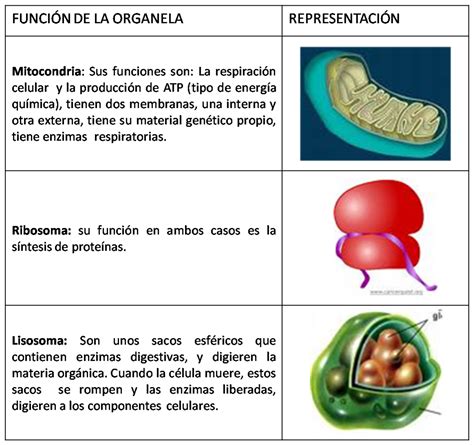 La C Lula Las C Lulas Y Sus Organelos