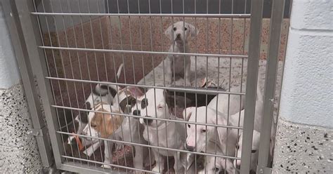 Dogs Displaced By Mississippi Tornadoes Need Homes Heres How You Can