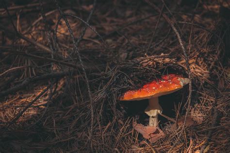 Wallpaper Id 202455 Wild Mushroom Grows In The Brush Of The Forest