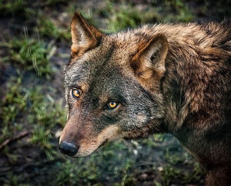 The Iberian Wolf Wolves