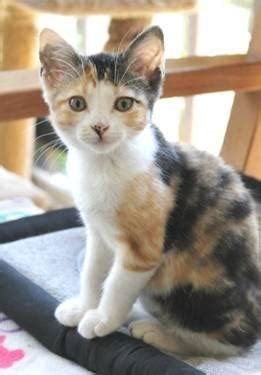 Here at mypetzilla we work very hard to provide all of our users with a fountain of knowledge. Calico - Pearl - Small - Baby - Female - Cat for Sale in ...