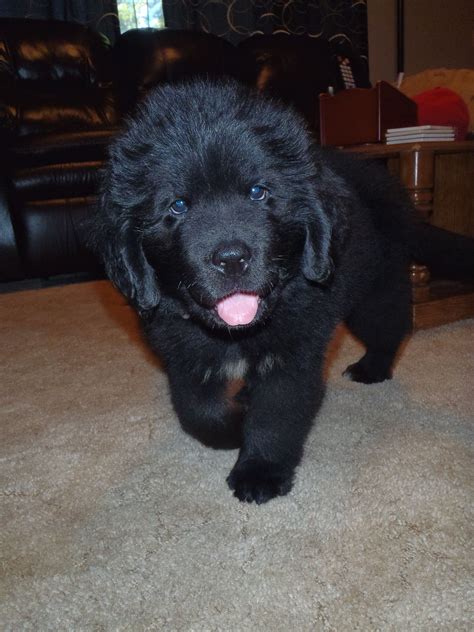 Their seafaring days are not as common now, but they are still serving as water rescue dogs around the world. Newfoundland Puppies Rescue Ohio - Animal Friends