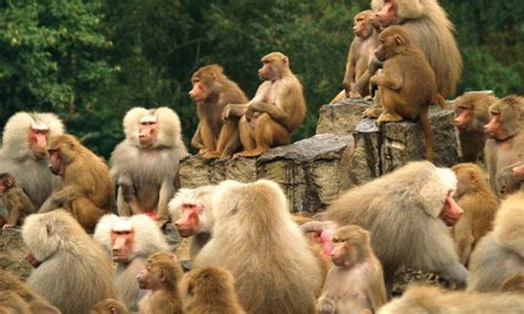 Monkeys In A Group Britannica