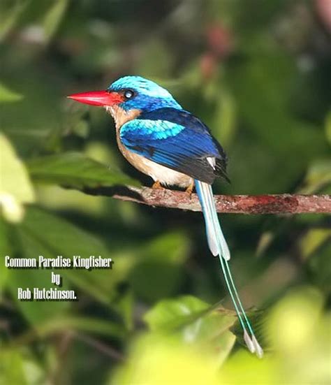 Common Paradise Kingfisher Birdforum Opus Birdforum