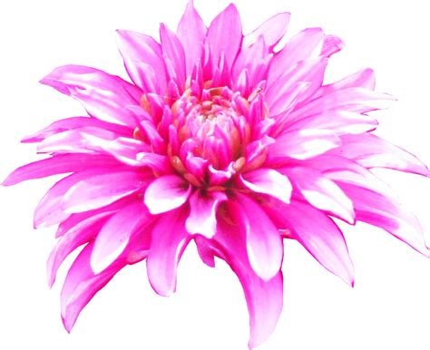 Free Dahlia Flower Cliparts Download Free Dahlia Flower Cliparts Png