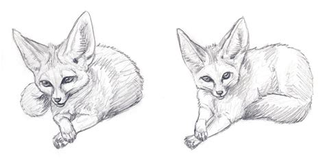 Fennec Fox Sketches By Silvercrossfox On Deviantart